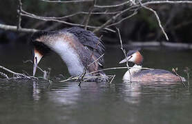 Great Crested Grebe