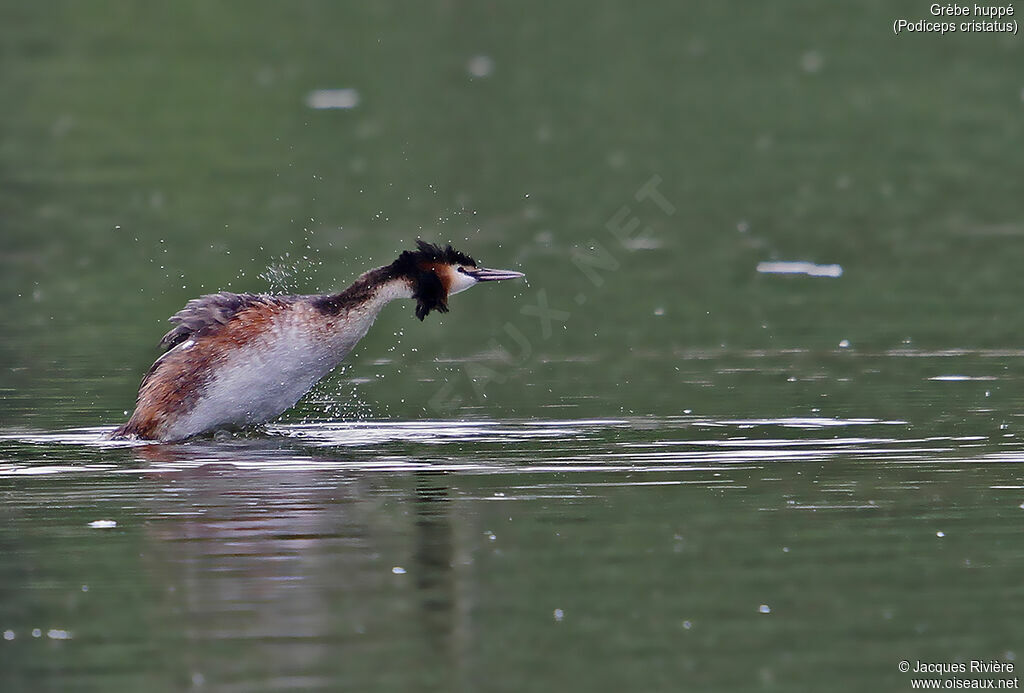 Great Crested Grebeadult breeding, identification, care, swimming