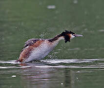 Great Crested Grebe