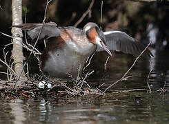 Great Crested Grebe