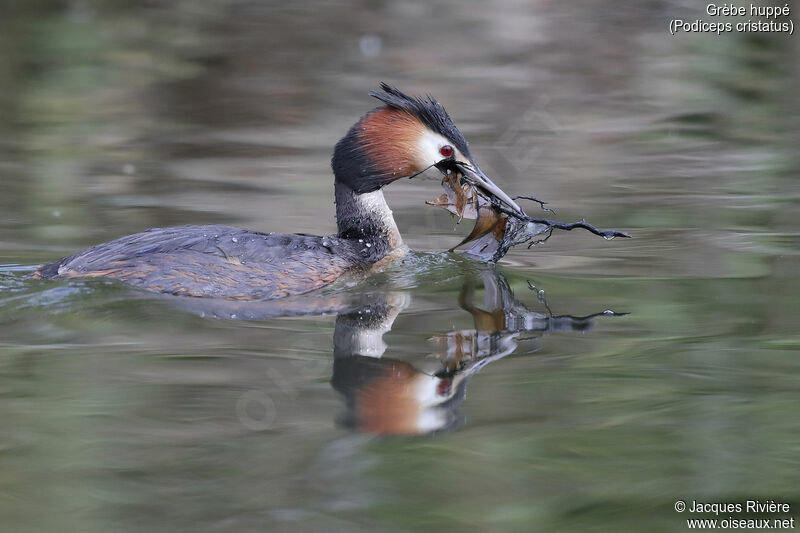 Great Crested Grebe male adult breeding, identification, swimming