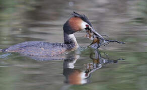 Great Crested Grebe