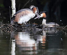 Great Crested Grebe