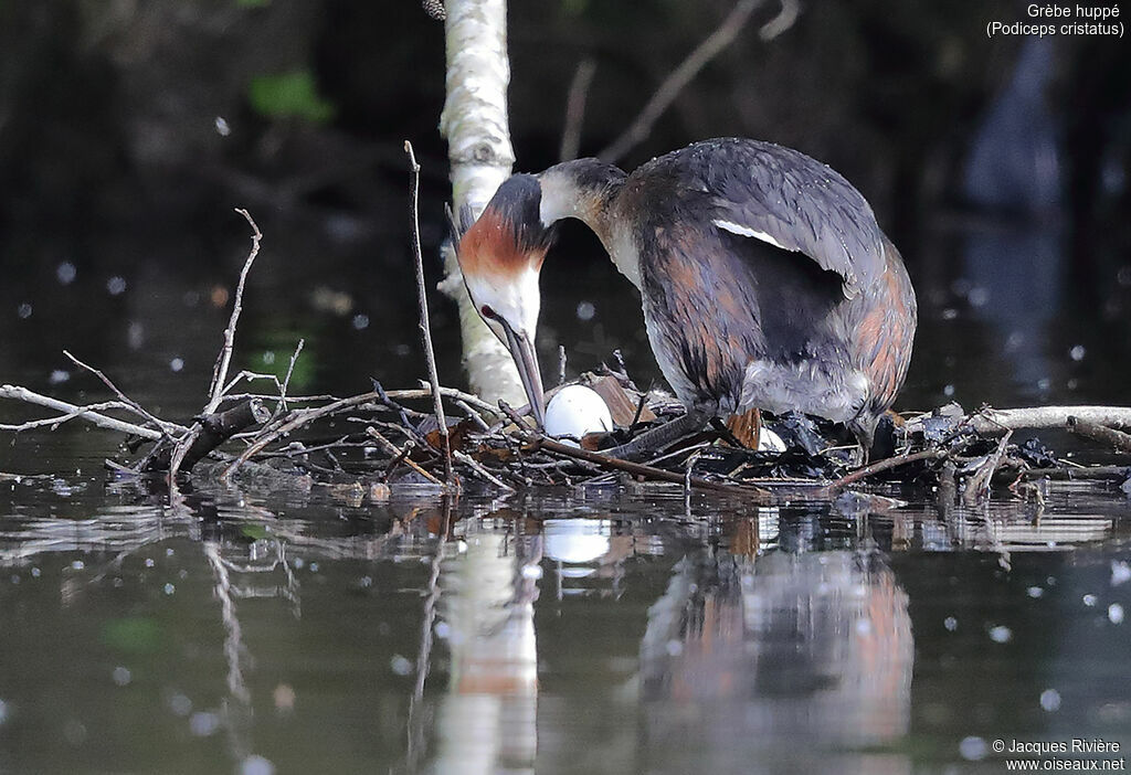 Great Crested Grebe male adult breeding, identification, Reproduction-nesting