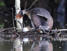 Great Crested Grebe