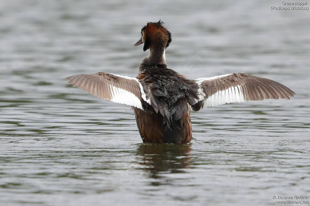 Great Crested Grebeadult breeding, identification