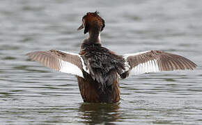 Great Crested Grebe