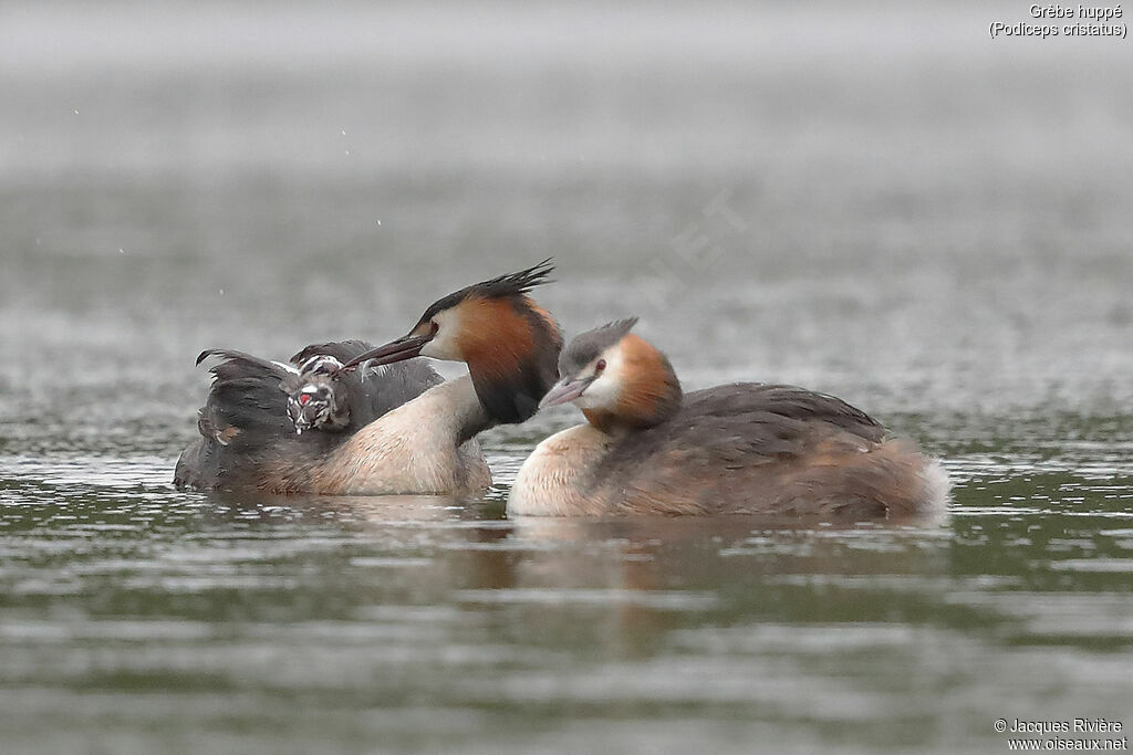 Great Crested Grebe, identification, swimming