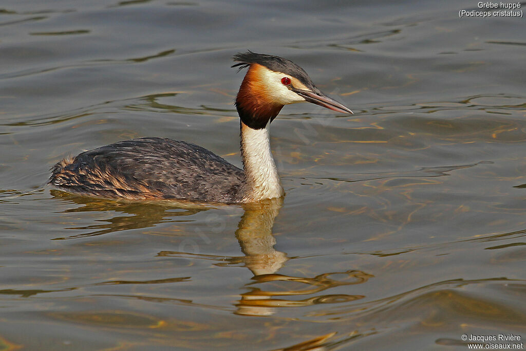 Great Crested Grebeadult breeding, identification, swimming