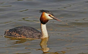 Great Crested Grebe