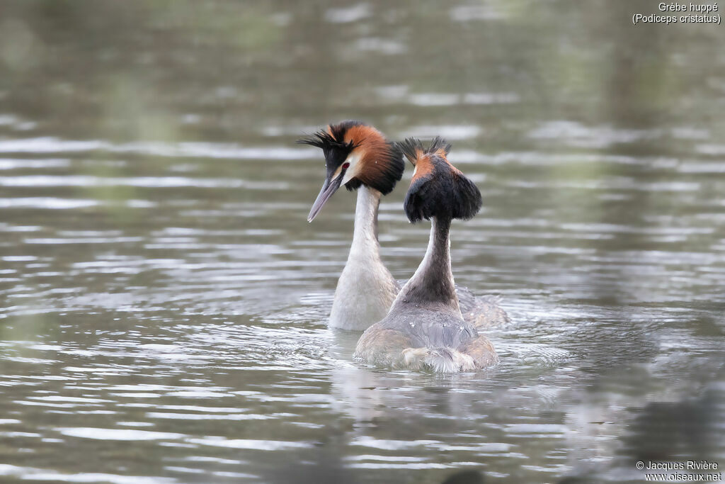 Grèbe huppé