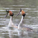 Grèbe huppé