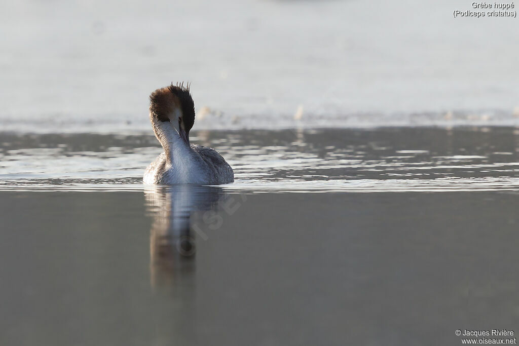 Great Crested Grebeadult transition, identification, care, swimming