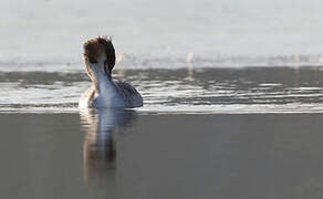 Great Crested Grebe