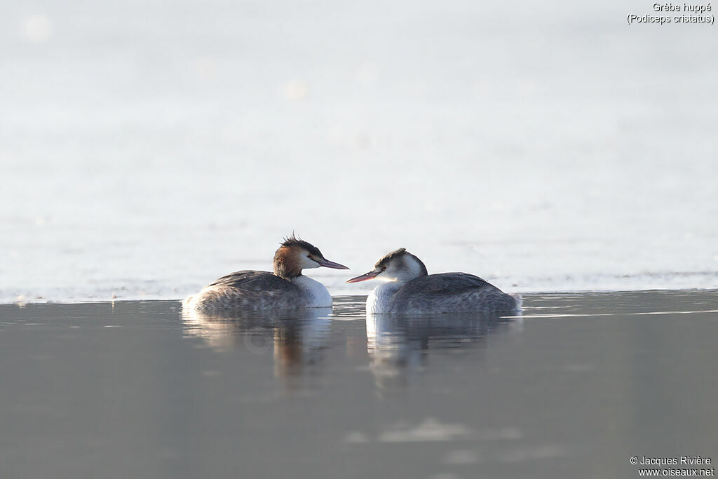 Great Crested Grebeadult transition, swimming