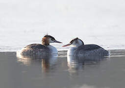 Great Crested Grebe