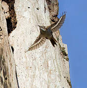 Eurasian Treecreeper