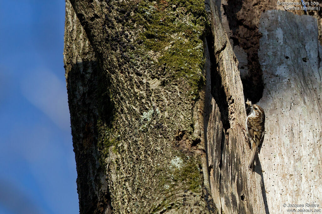 Eurasian Treecreeper female adult breeding, identification, Reproduction-nesting