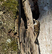 Eurasian Treecreeper