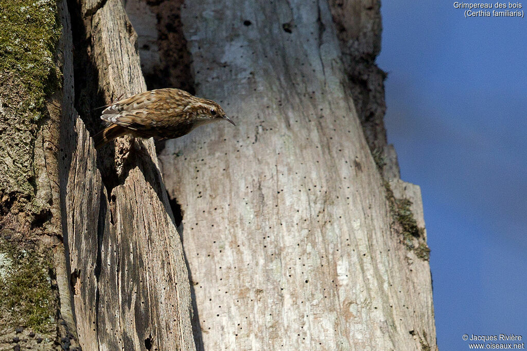 Eurasian Treecreeper female adult breeding, identification