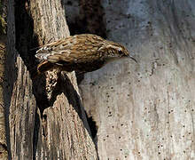 Eurasian Treecreeper