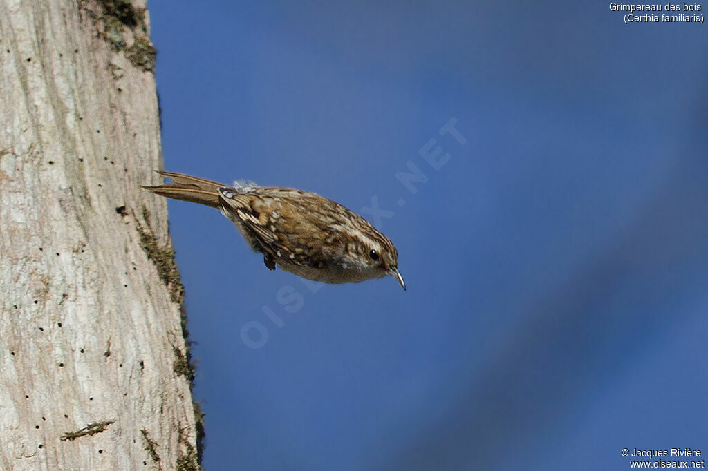 Eurasian Treecreeper female adult breeding, Flight