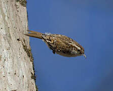 Eurasian Treecreeper