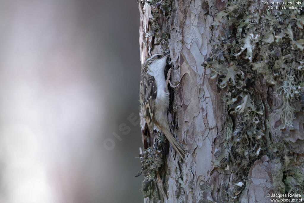 Grimpereau des bois
