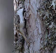 Grimpereau des bois