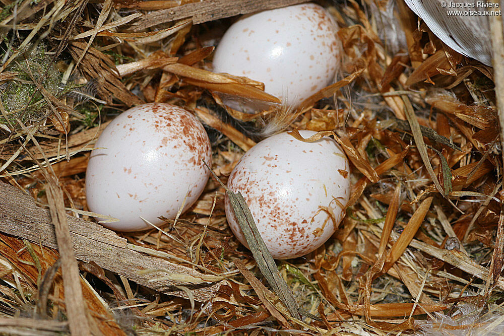 Eurasian Treecreeper, Reproduction-nesting