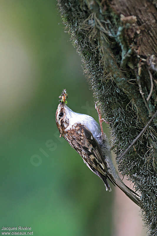 Eurasian Treecreeperadult breeding, feeding habits, Reproduction-nesting