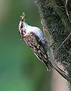 Eurasian Treecreeper