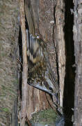 Eurasian Treecreeper