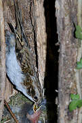 Eurasian Treecreeper