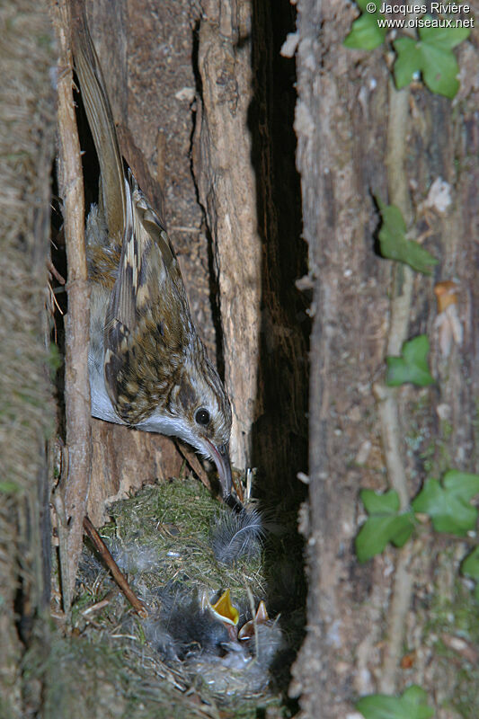 Grimpereau des boisadulte nuptial