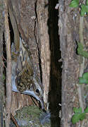 Eurasian Treecreeper