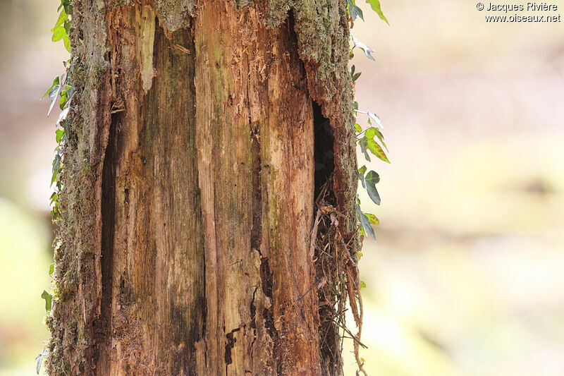 Grimpereau des bois, habitat, Nidification