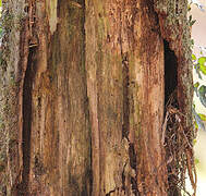 Eurasian Treecreeper