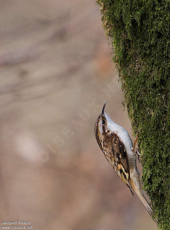 Eurasian Treecreeperadult breeding, identification