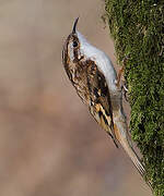 Eurasian Treecreeper