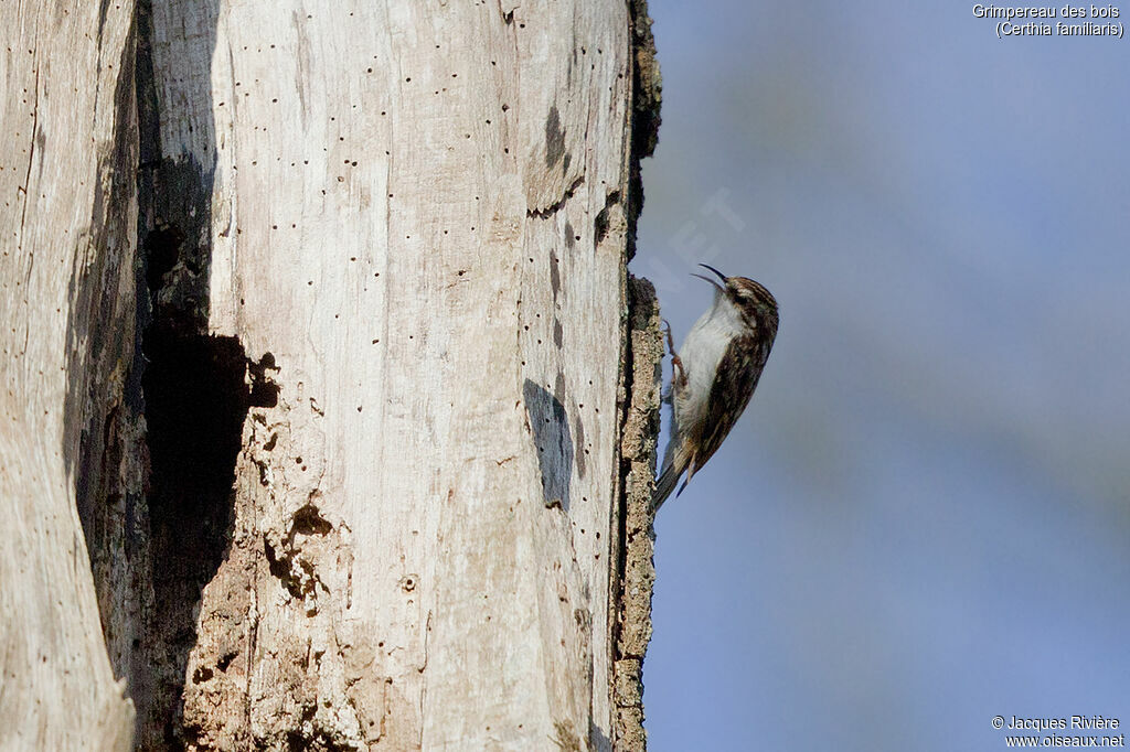 Eurasian Treecreeper male adult, identification, song