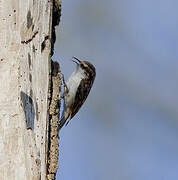 Eurasian Treecreeper