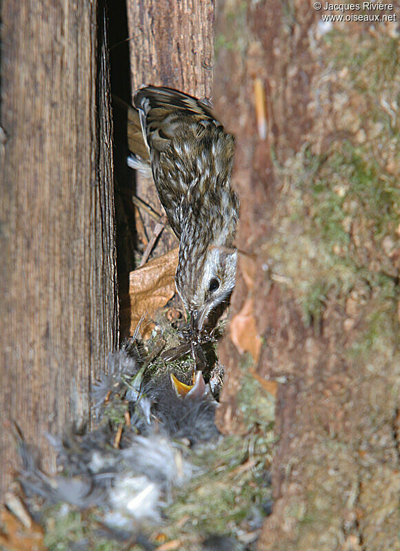 Short-toed Treecreeperadult breeding, Reproduction-nesting