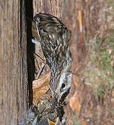 Short-toed Treecreeper