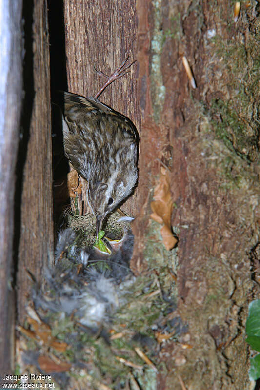 Short-toed Treecreeperadult, Reproduction-nesting