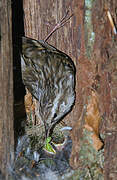 Short-toed Treecreeper