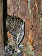 Short-toed Treecreeper