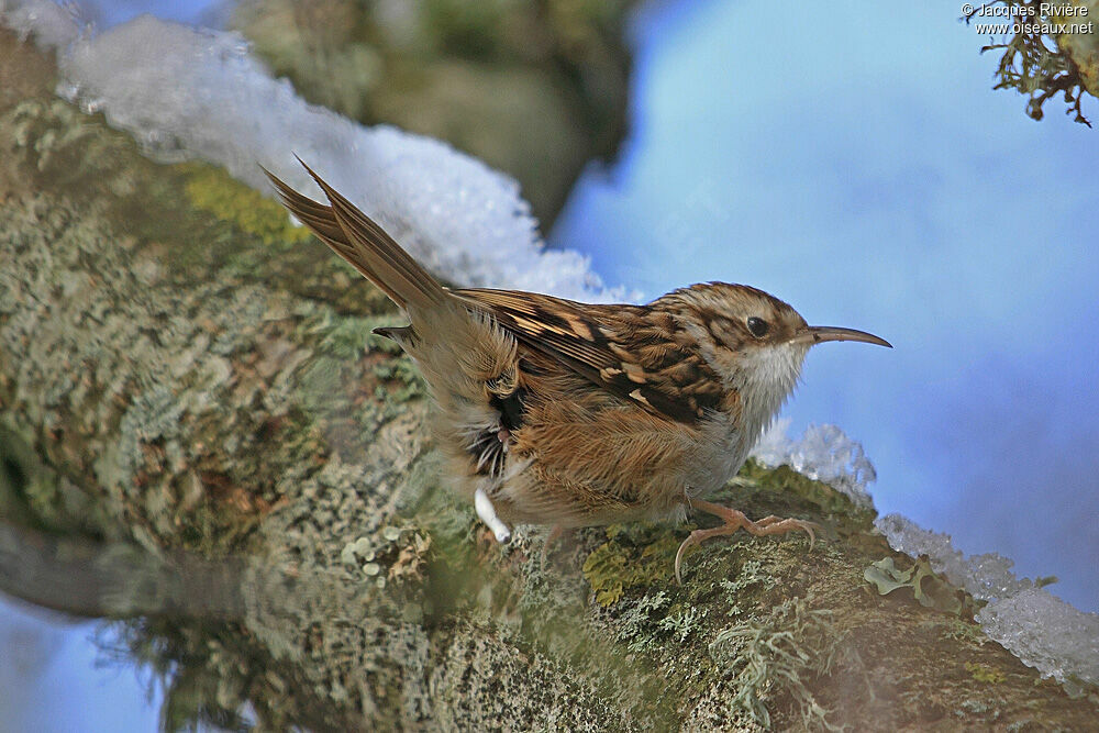 Short-toed Treecreeperadult post breeding