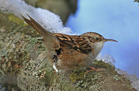 Short-toed Treecreeper