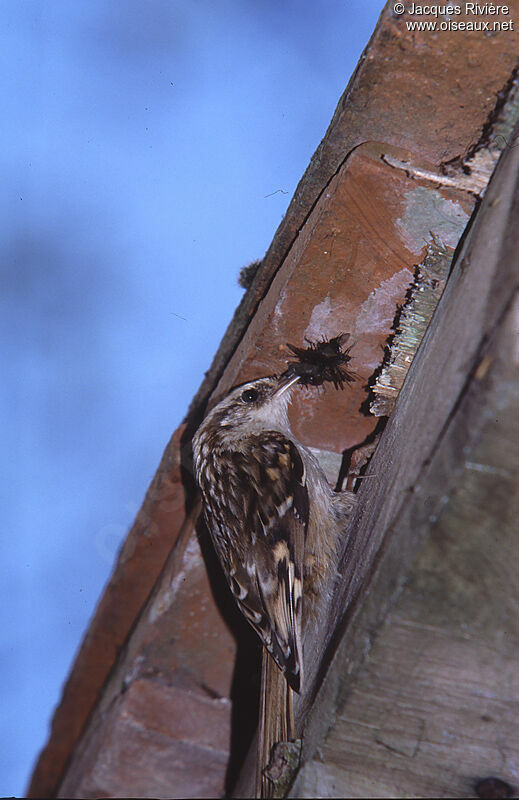 Short-toed Treecreeperadult breeding, Reproduction-nesting